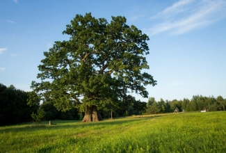 Tamme-Lauri tamm